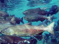 Chinook_Salmon_PNNL_Flickr