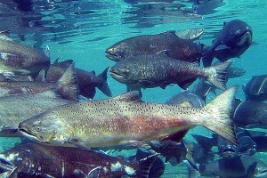 Chinook_Salmon_PNNL_Flickr