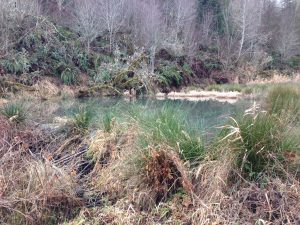 Beaver pond