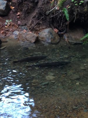 Salmon using newly accessible spawning habitat in Big Creek, Grays Harbor County