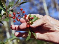 JB McCrummen's 21 acres of paradise in rural Rochester includes a great variety of native plant species designed to attract the property's diverse wildlife — among them these native cherries from one of the property's many cherry trees.