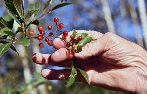 JB McCrummen's 21 acres of paradise in rural Rochester includes a great variety of native plant species designed to attract the property's diverse wildlife — among them these native cherries from one of the property's many cherry trees.